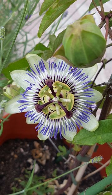 Passiflora caerulea - Iunie 2021