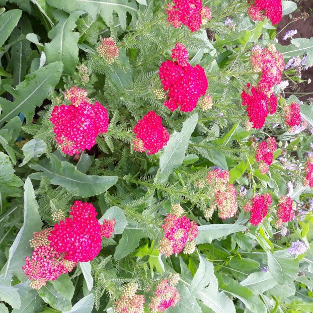  - Flori de grădină-2021