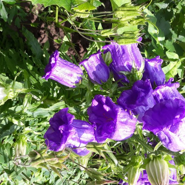  - Flori de grădină-2021