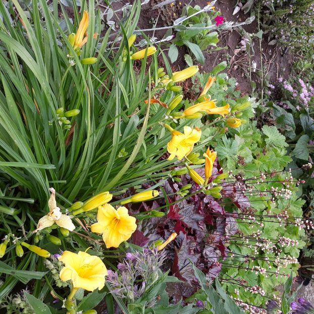  - Flori de grădină-2021