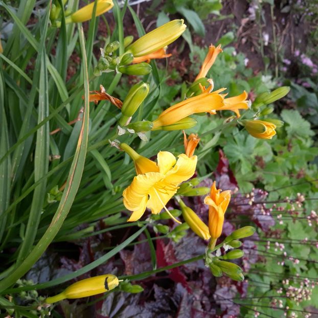  - Flori de grădină-2021