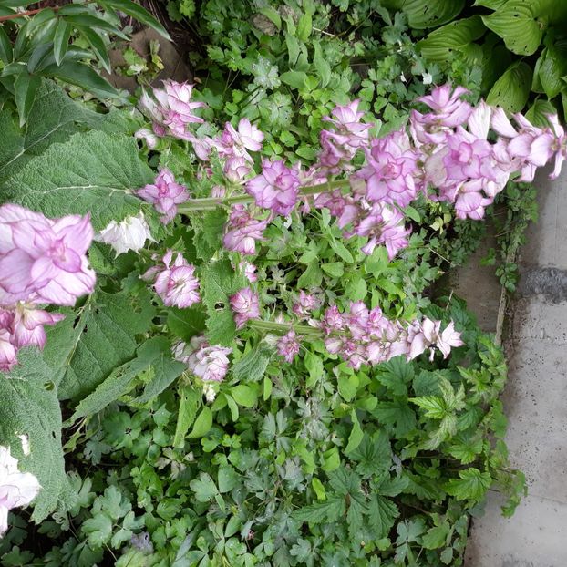  - Flori de grădină-2021