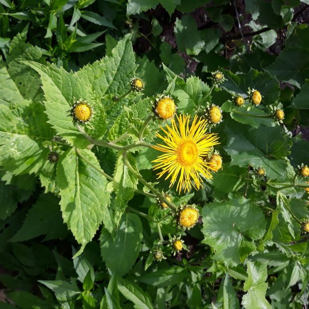  - Flori de grădină-2021