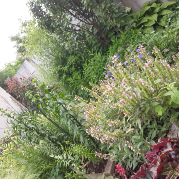  - Flori de grădină-2021