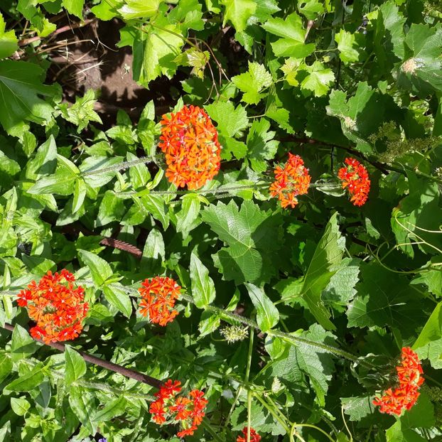  - Flori de grădină-2021