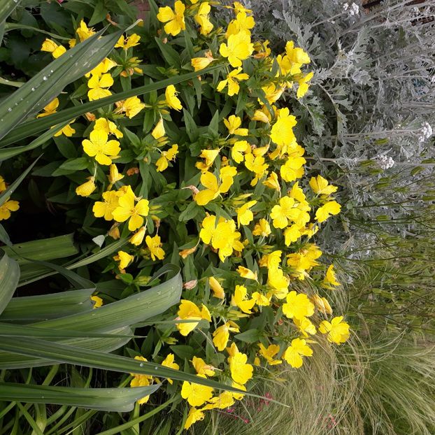  - Flori de grădină-2021