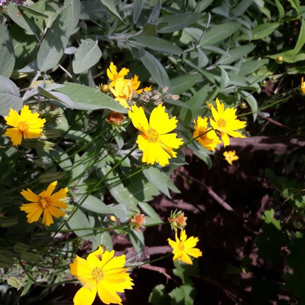  - Flori de grădină-2021