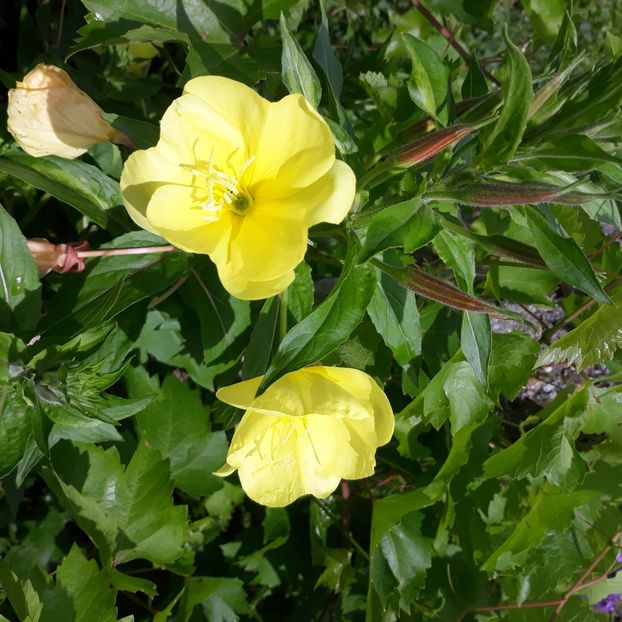  - Flori de grădină-2021