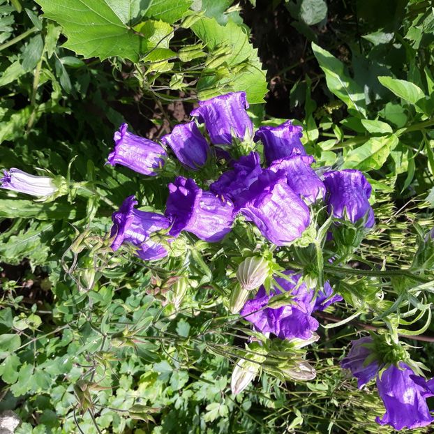  - Flori de grădină-2021