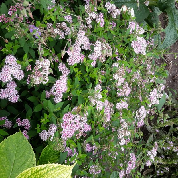  - Flori de grădină-2021