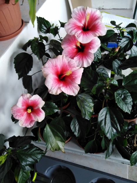 - HIBISCUS 2021