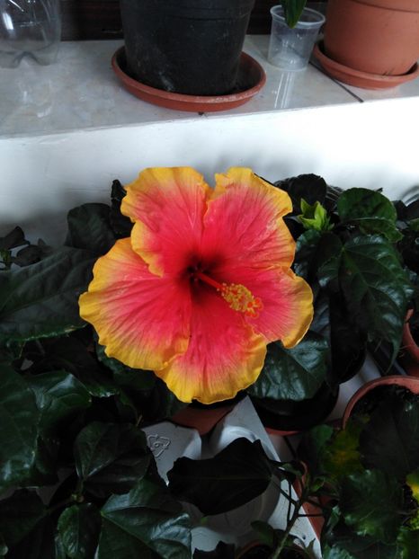  - HIBISCUS 2021