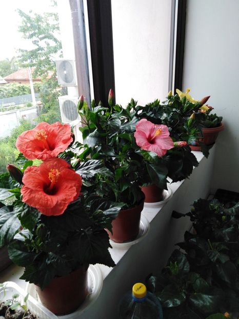  - HIBISCUS 2021