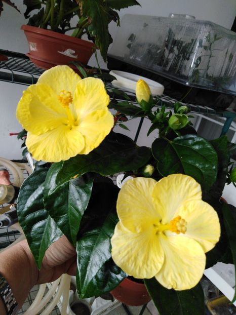  - HIBISCUS 2021