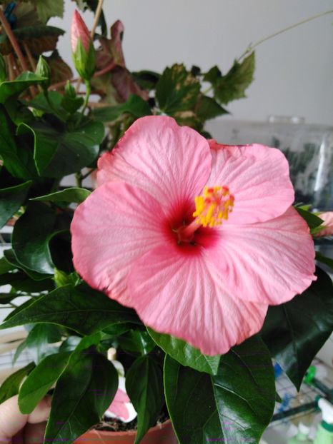  - HIBISCUS 2021