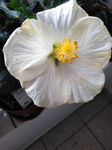  - HIBISCUS 2021