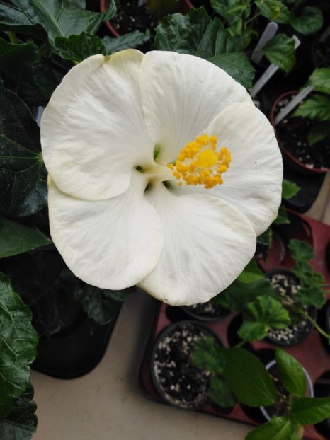  - HIBISCUS 2021