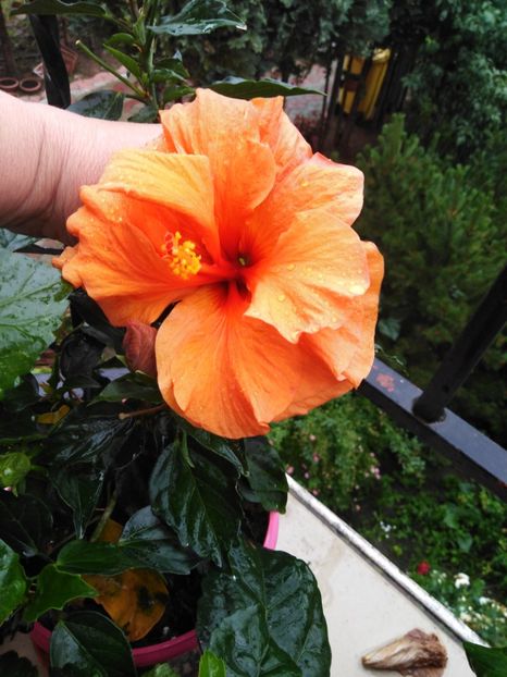  - HIBISCUS 2021