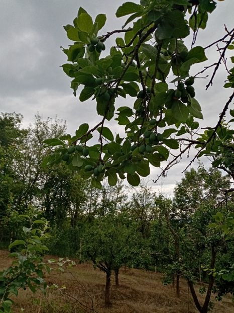  - 07 GRADINA IUNIE 2021