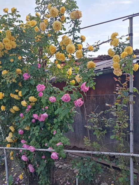  - 07 GRADINA IUNIE 2021