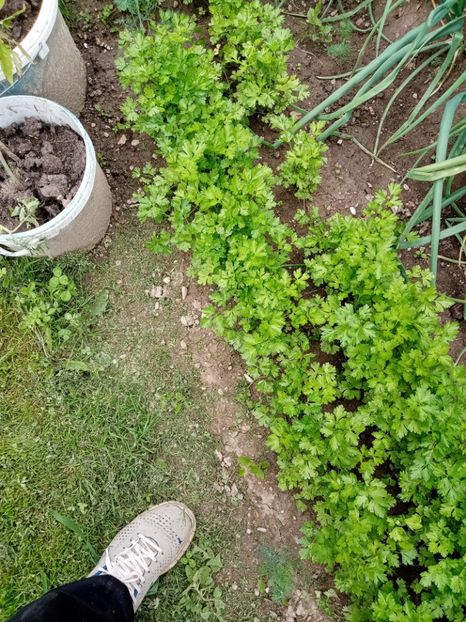  - 07 GRADINA IUNIE 2021