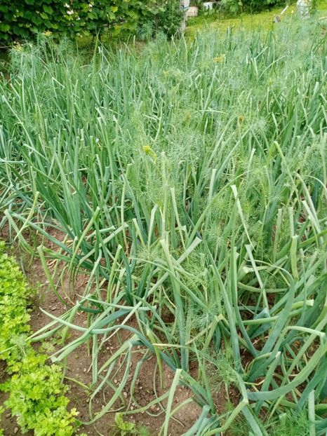  - 07 GRADINA IUNIE 2021