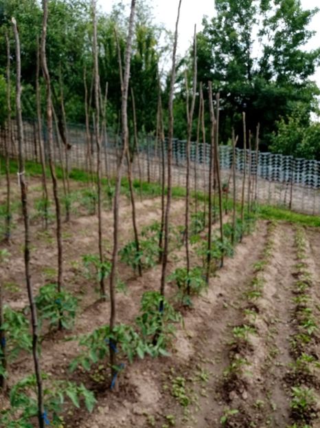  - 07 GRADINA IUNIE 2021