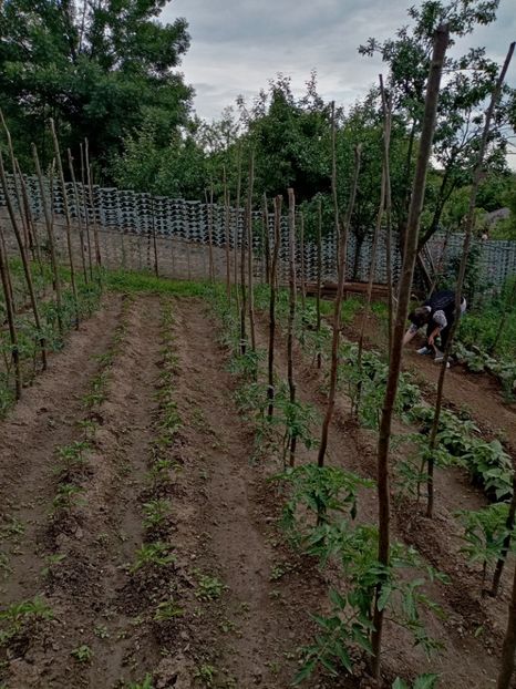  - 07 GRADINA IUNIE 2021