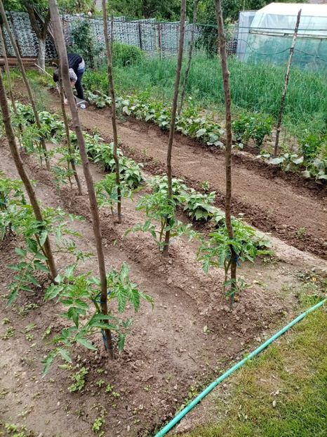  - 07 GRADINA IUNIE 2021