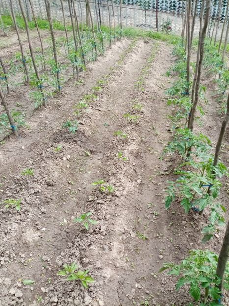  - 07 GRADINA IUNIE 2021