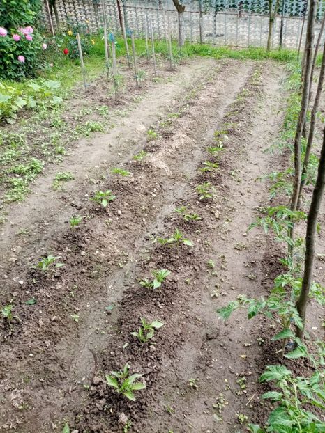  - 07 GRADINA IUNIE 2021