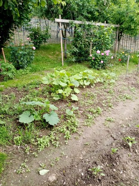  - 07 GRADINA IUNIE 2021