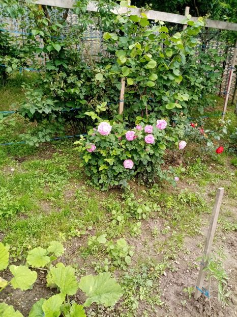  - 07 GRADINA IUNIE 2021