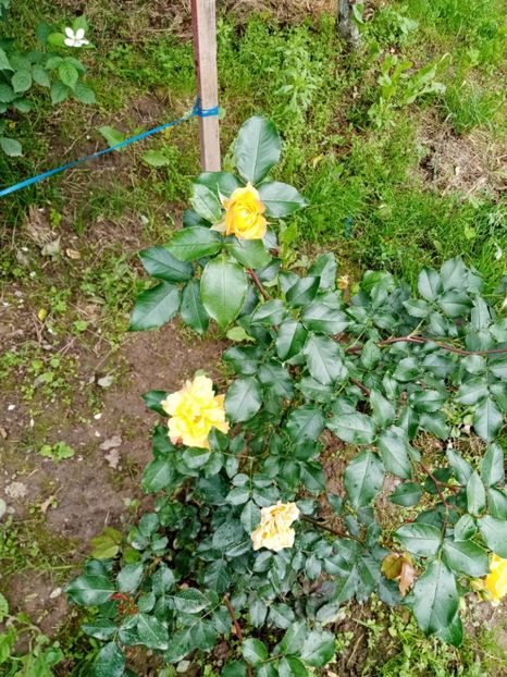  - 07 GRADINA IUNIE 2021