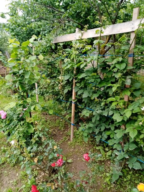  - 07 GRADINA IUNIE 2021