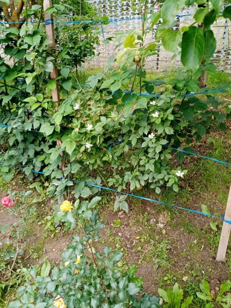  - 07 GRADINA IUNIE 2021