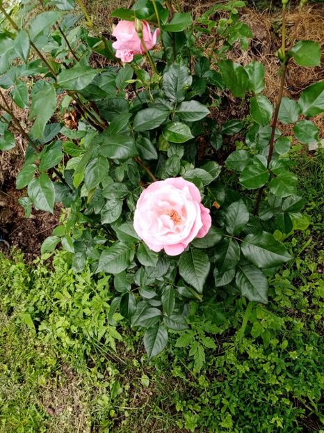  - 07 GRADINA IUNIE 2021