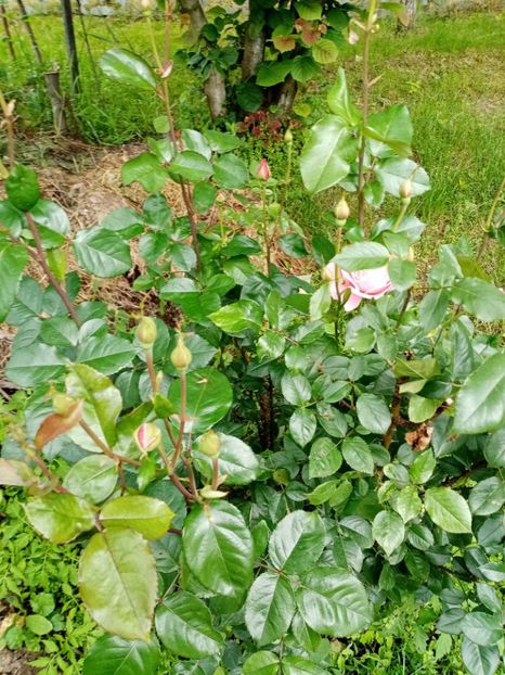  - 07 GRADINA IUNIE 2021