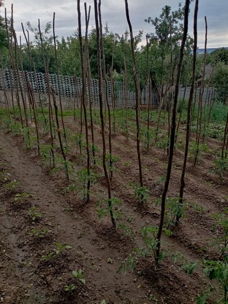  - 07 GRADINA IUNIE 2021