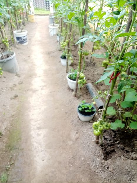  - 07 GRADINA IUNIE 2021