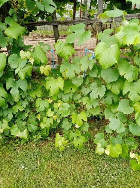  - 07 GRADINA IUNIE 2021