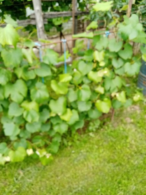  - 07 GRADINA IUNIE 2021