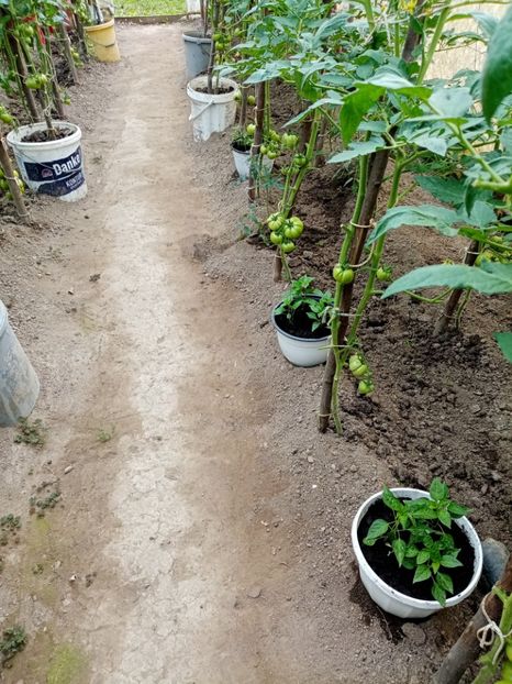  - 07 GRADINA IUNIE 2021