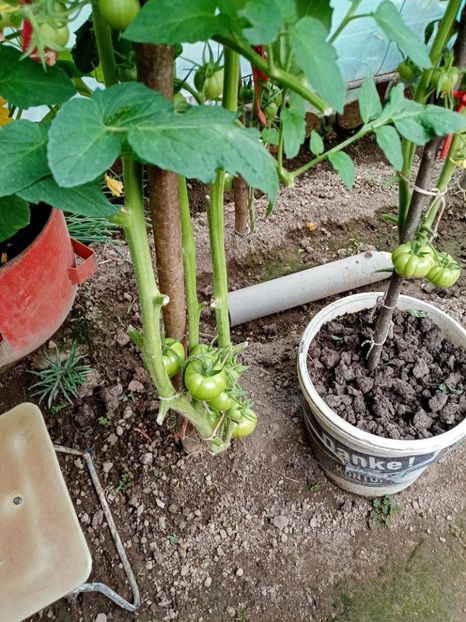  - 07 GRADINA IUNIE 2021