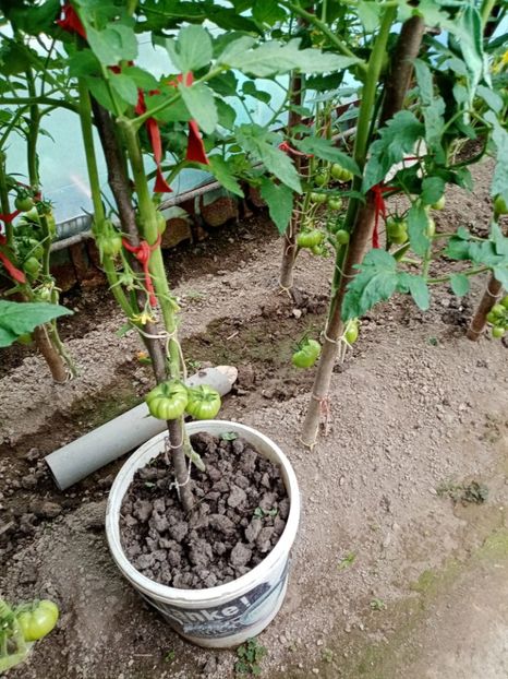  - 07 GRADINA IUNIE 2021