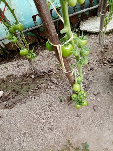  - 07 GRADINA IUNIE 2021