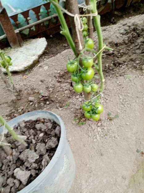  - 07 GRADINA IUNIE 2021