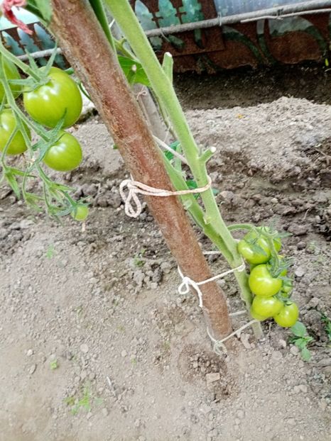  - 07 GRADINA IUNIE 2021