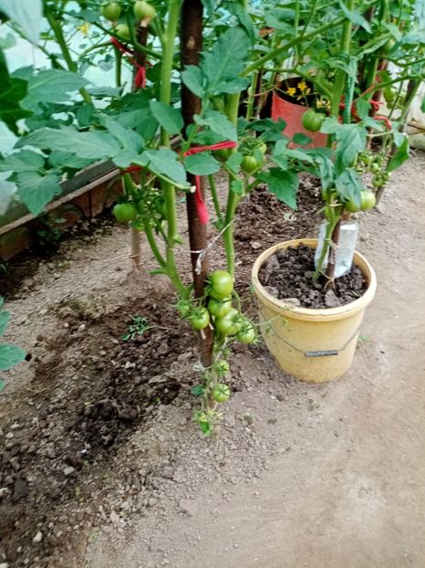  - 07 GRADINA IUNIE 2021