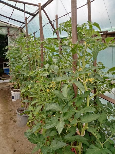  - 07 GRADINA IUNIE 2021